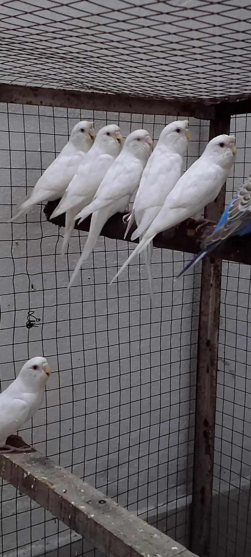 albino crusted females . lodhran city — photo 3