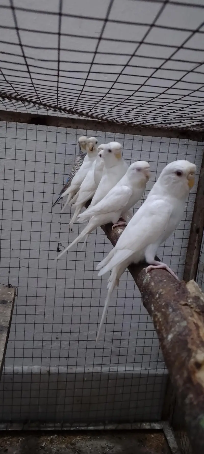 albino crusted females . lodhran city — photo 4