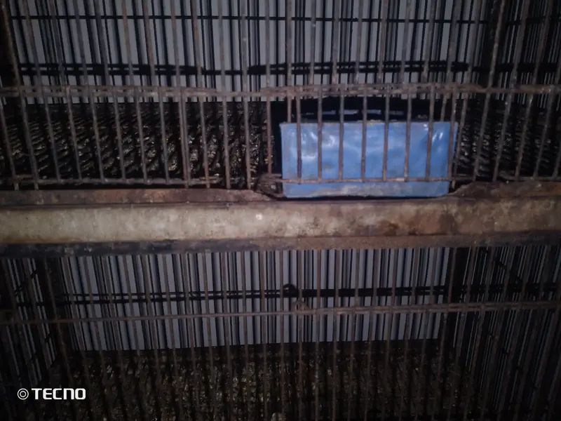 deal deal cage for sale final 7000 03094654348 — photo 4