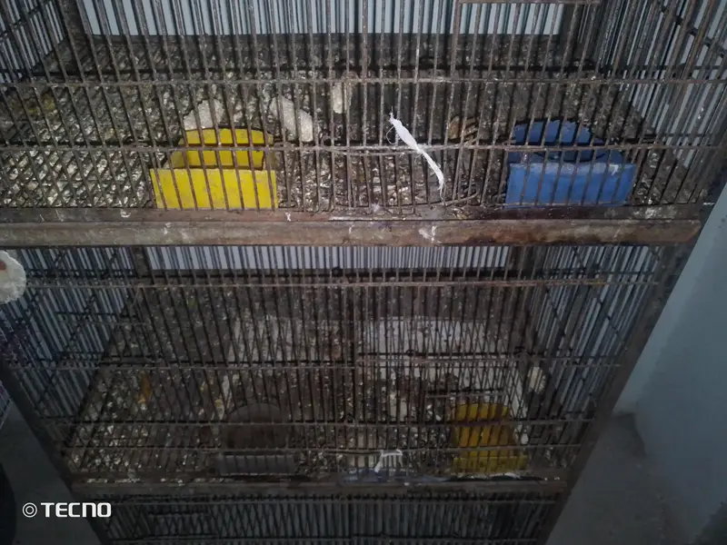 deal deal cage for sale final 7000 03094654348 — photo 5