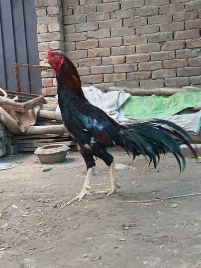 Aseel Murga