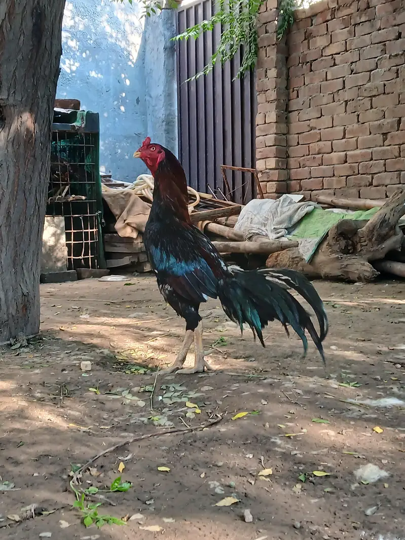 Aseel Murga — photo 3