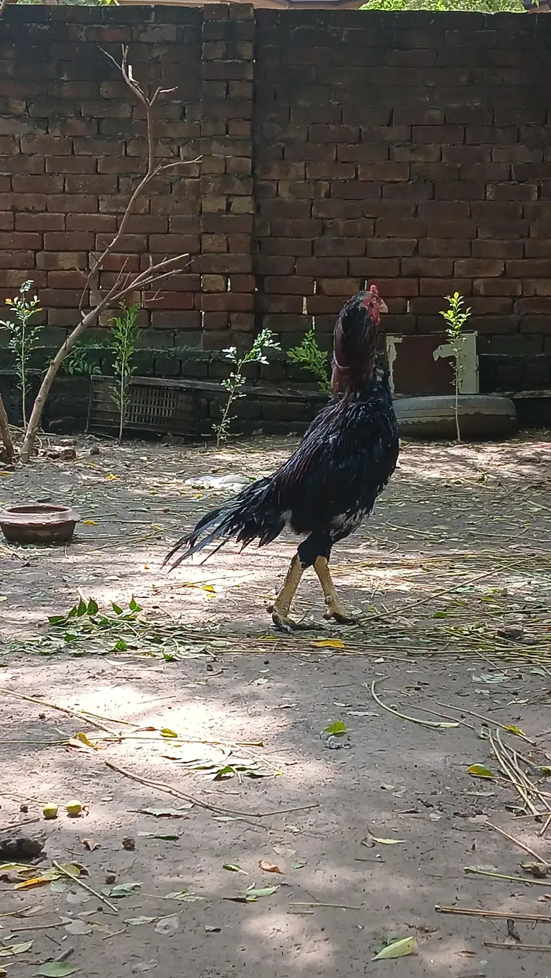 Aseel Murga — photo 7