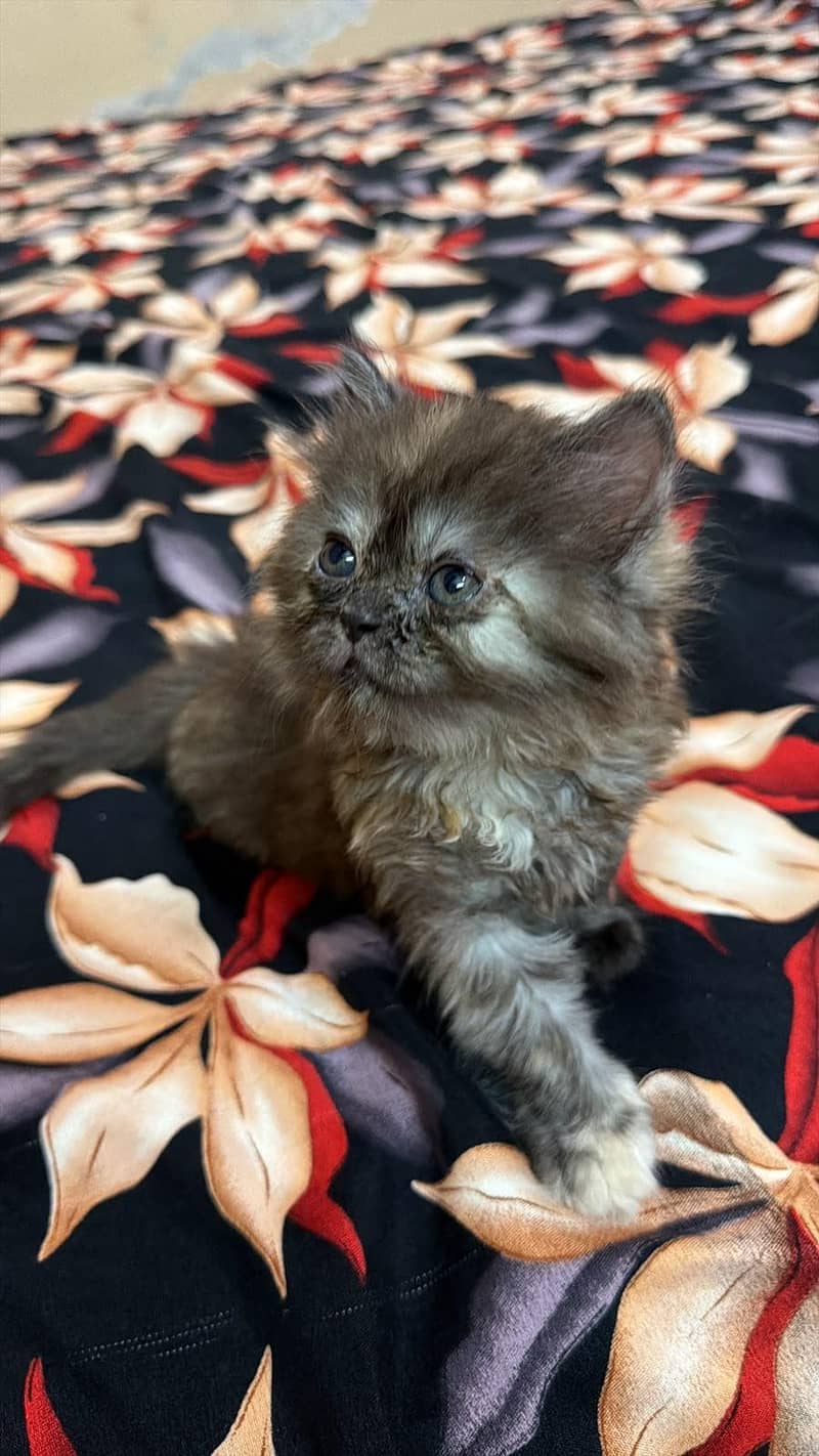 Persian kittens | Punch Face | 0