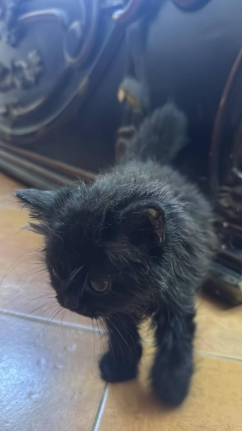 Persian kittens | Punch Face | 1