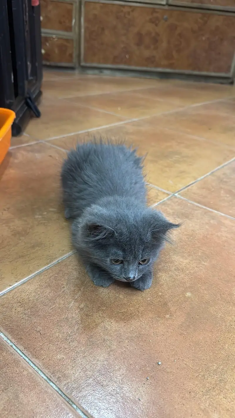 Persian kittens | Punch Face | — photo 3