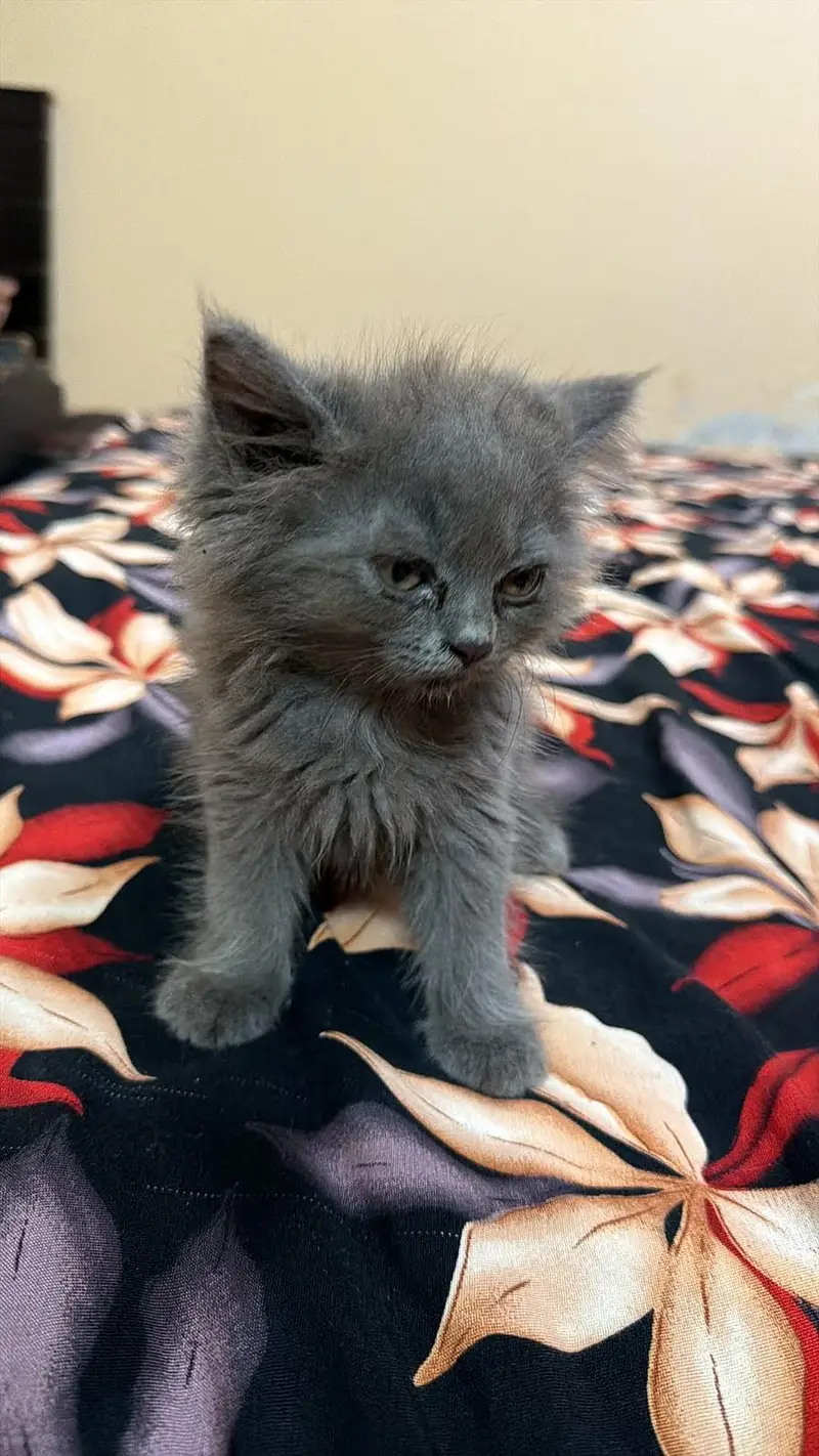 Persian kittens | Punch Face | — photo 4