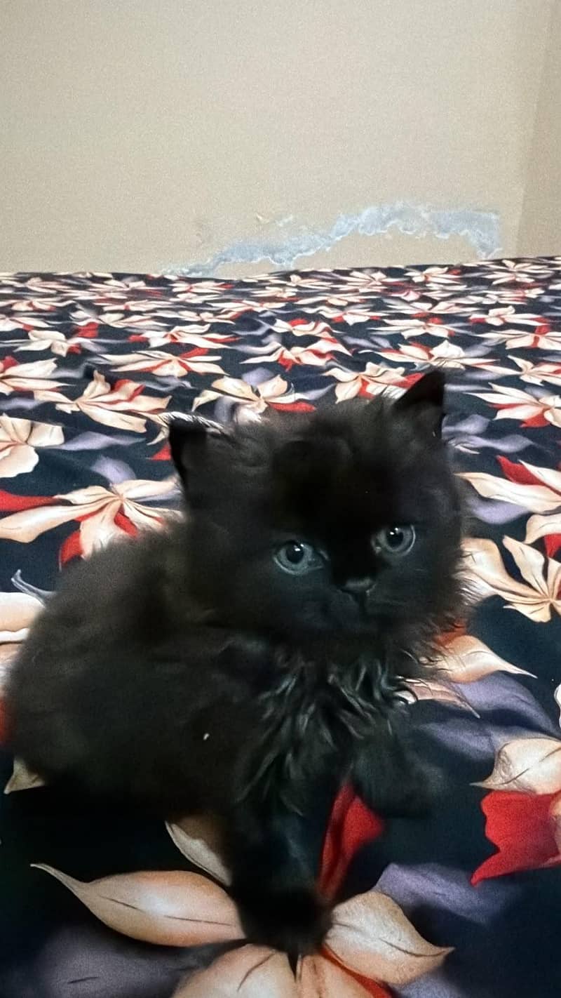 Persian kittens | Punch Face | 4
