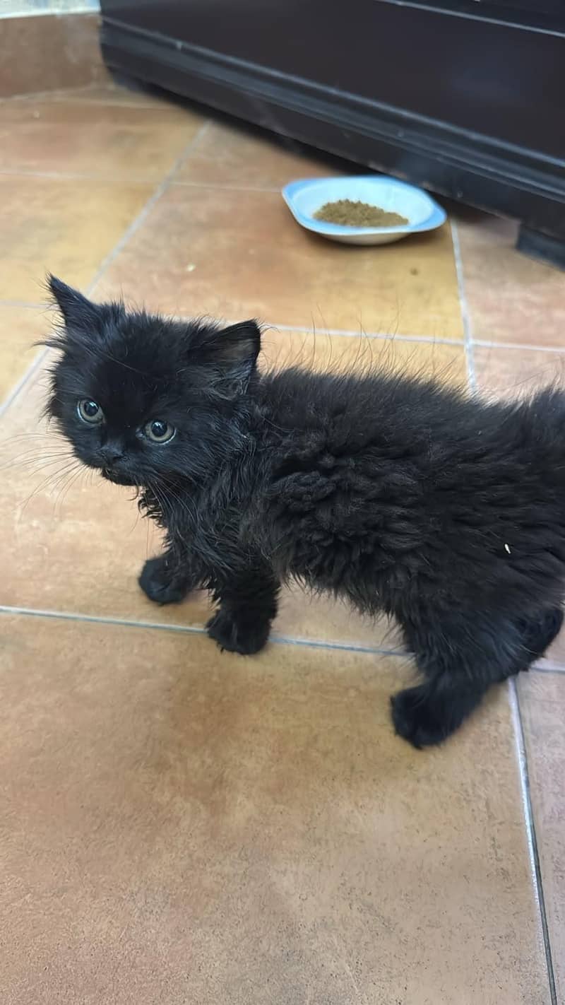 Persian kittens | Punch Face | 5