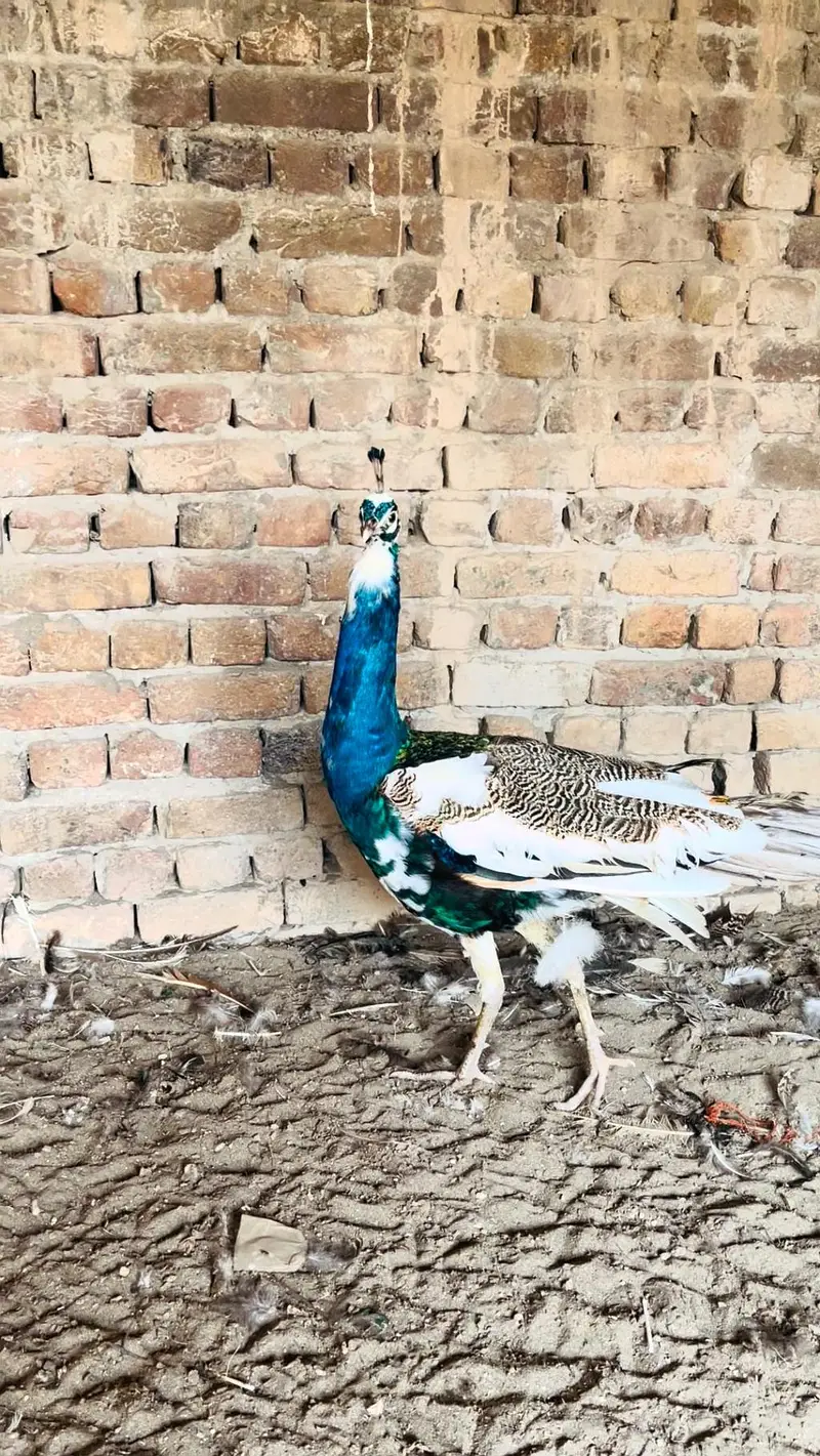 peacock mor moor 0313//72//53//288 — photo 6