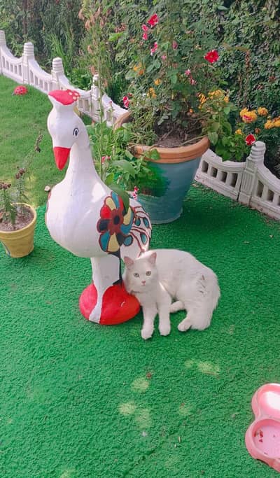 Persian Double Coat Cat with Odd eye color 03307919688 WhatsApp