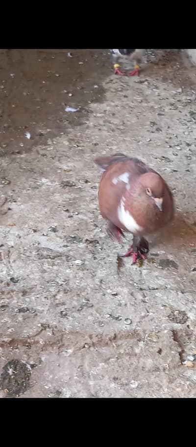 pichori pamoze male for sale multan
