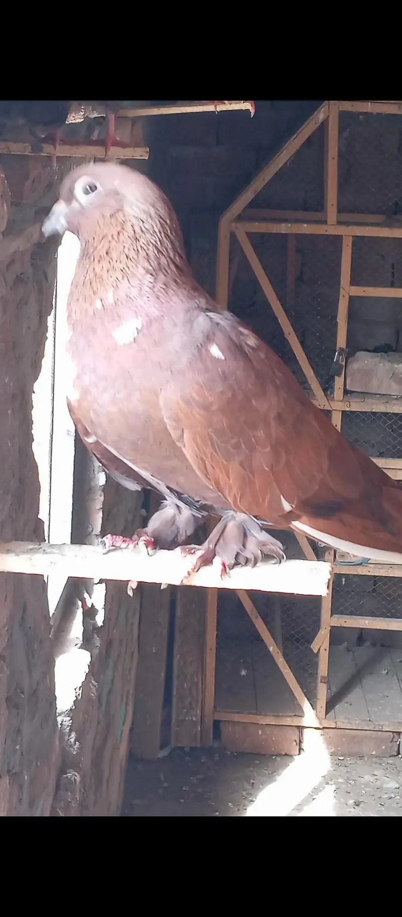 pichori pamoze male for sale multan — photo 2