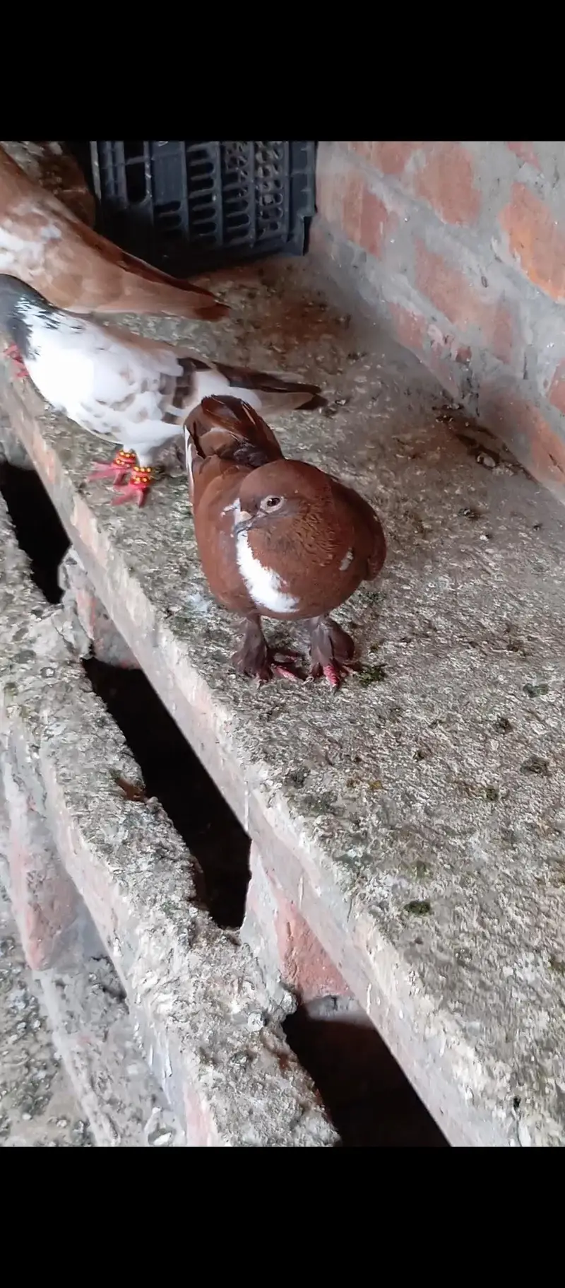 pichori pamoze male for sale multan — photo 4