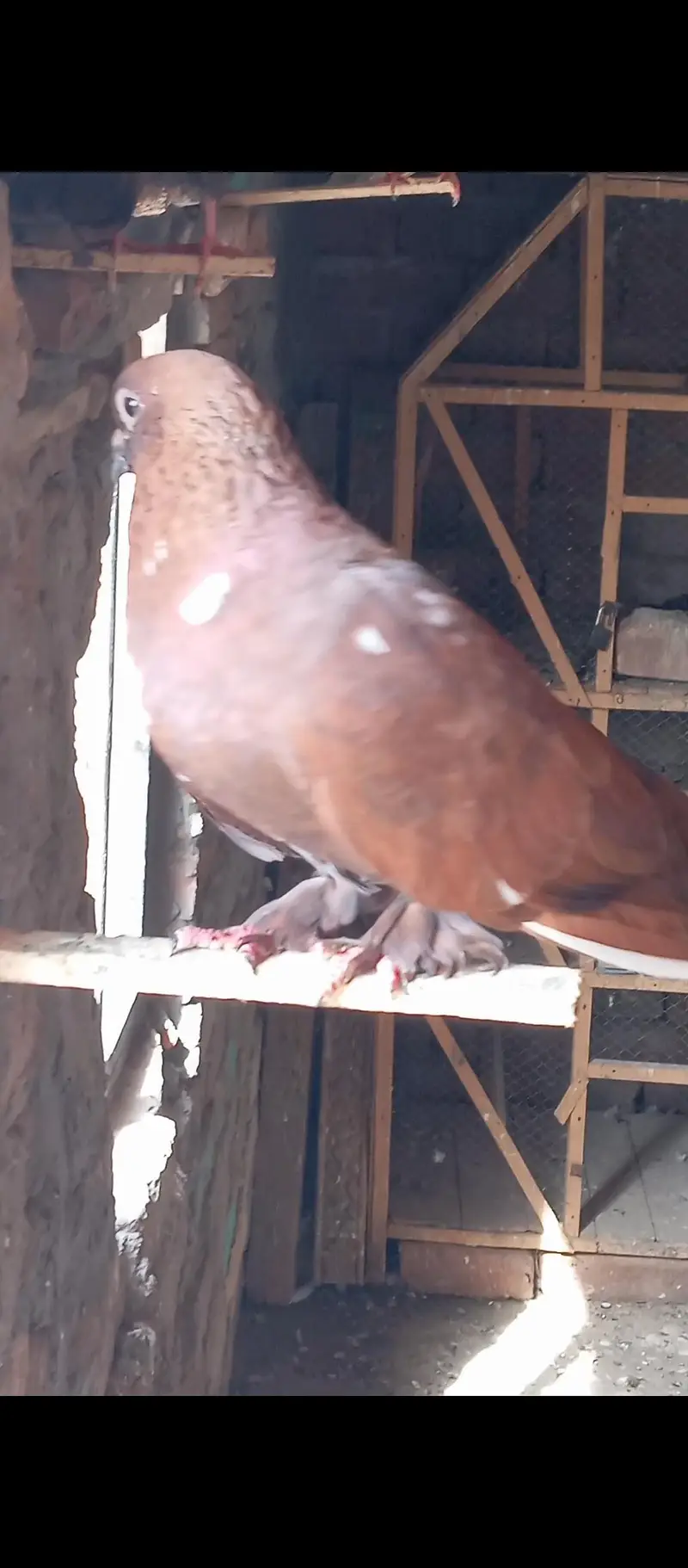 pichori pamoze male for sale multan — photo 5