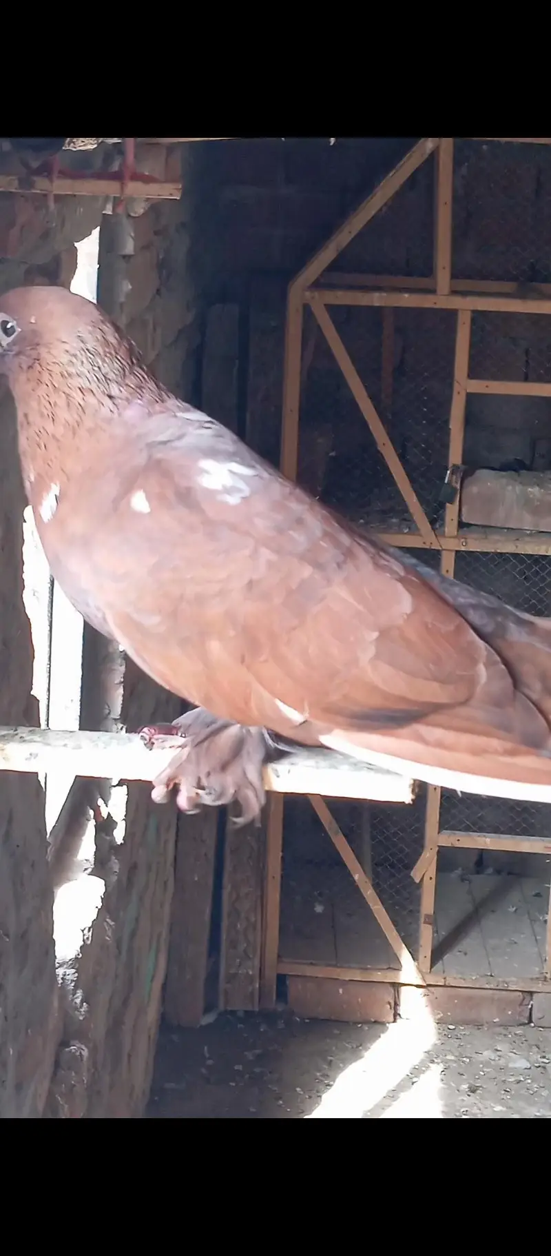 pichori pamoze male for sale multan — photo 6