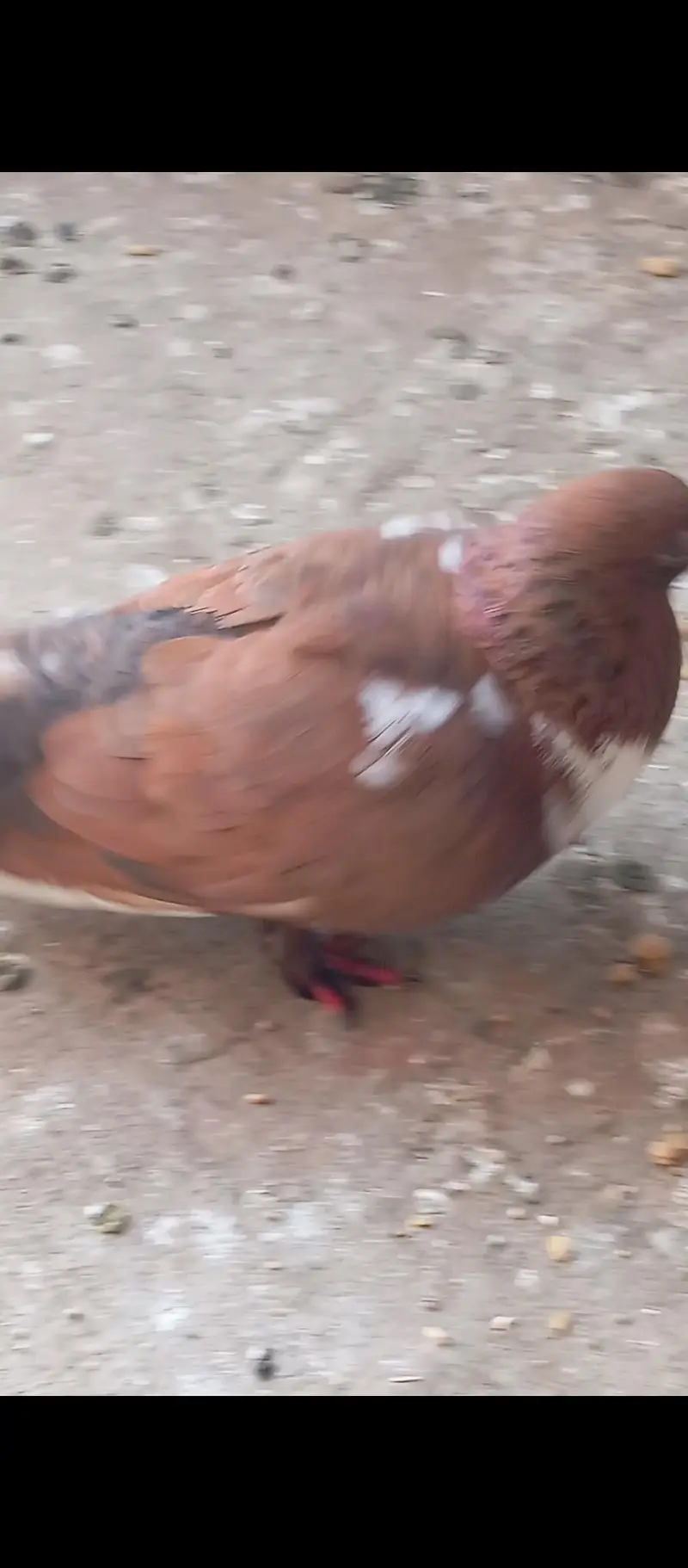 pichori pamoze male for sale multan — photo 7