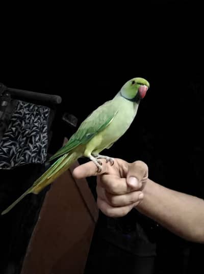 Tamed Parrot