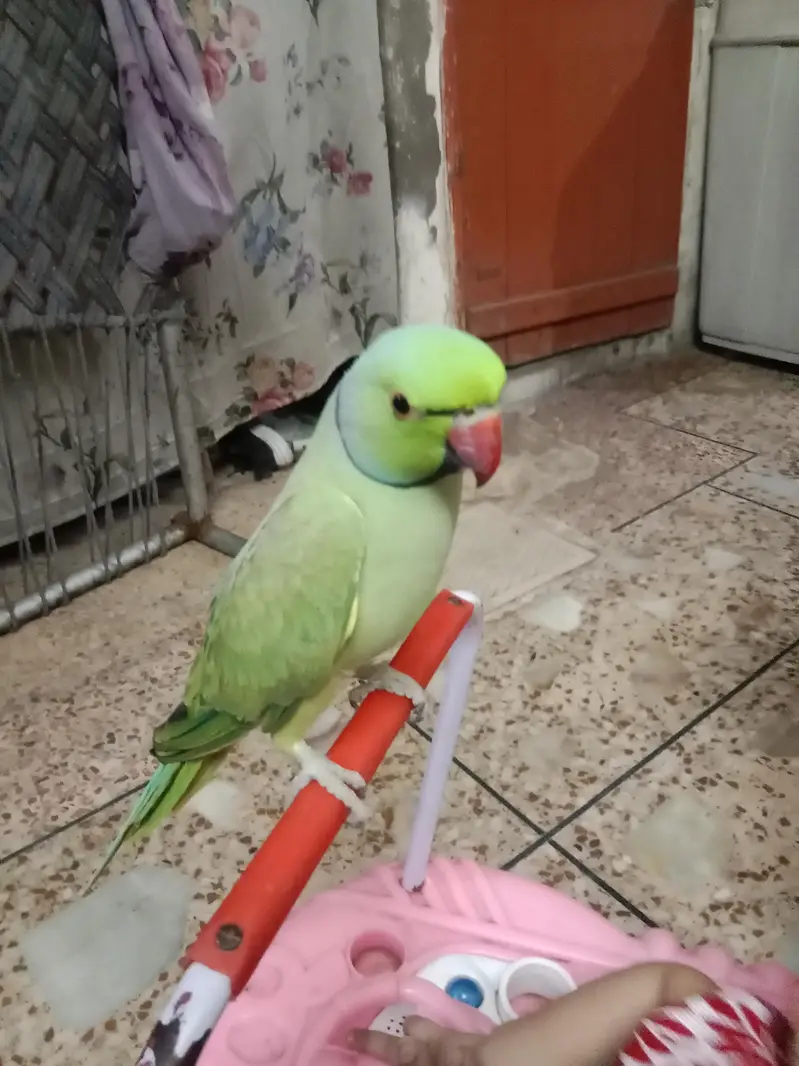 Tamed Parrot — photo 2