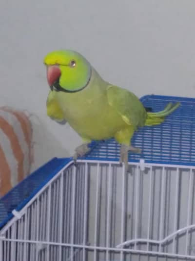 GREEN RINGNECK TALKING MALE