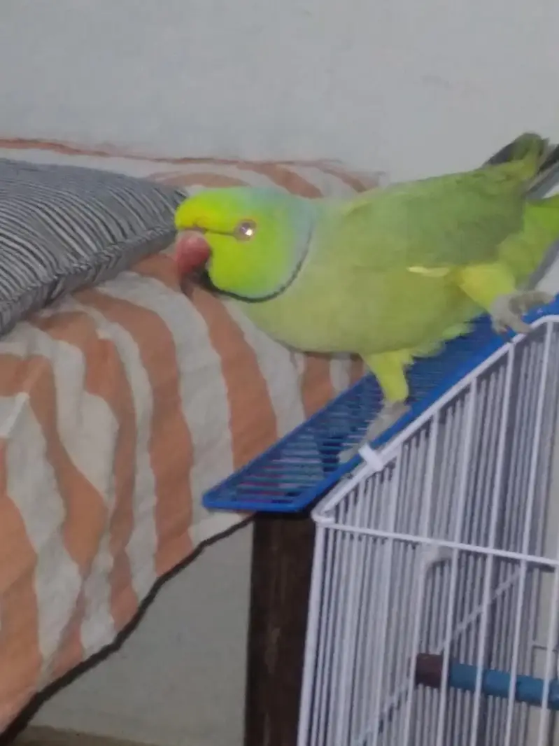 GREEN RINGNECK TALKING MALE — photo 2