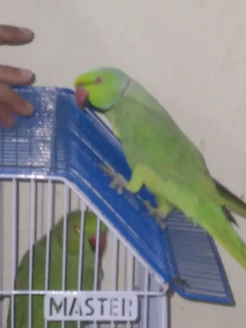 GREEN RINGNECK TALKING MALE — photo 3