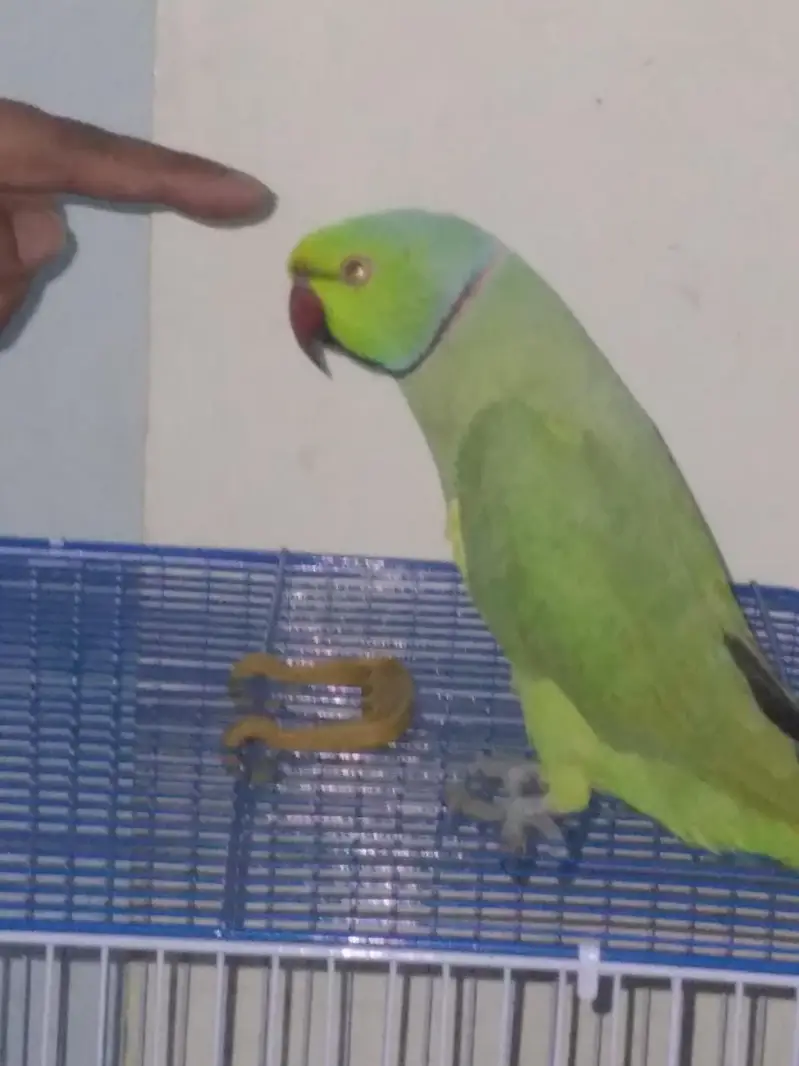 GREEN RINGNECK TALKING MALE — photo 4