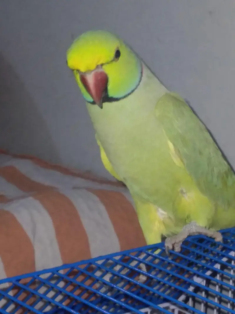 GREEN RINGNECK TALKING MALE — photo 5