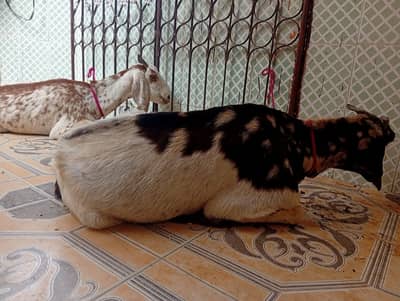 Desi Female Goats (Bakri)
