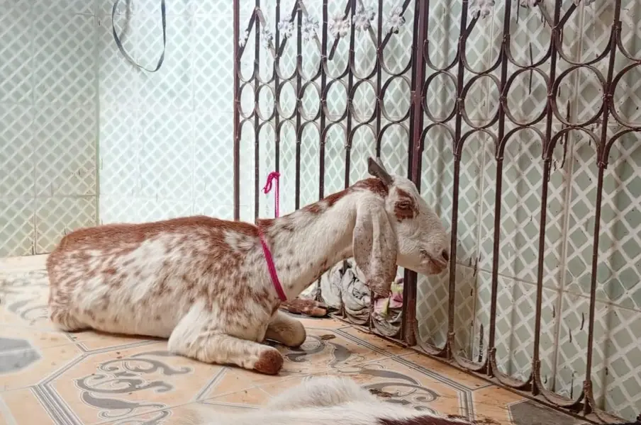 Desi Female Goats (Bakri) — photo 2