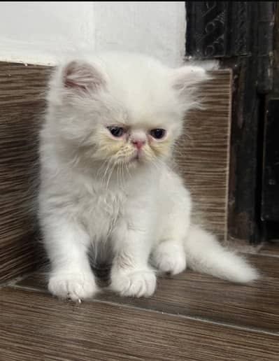 piki male kittens for sale