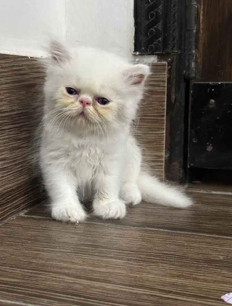 piki male kittens for sale — photo 2