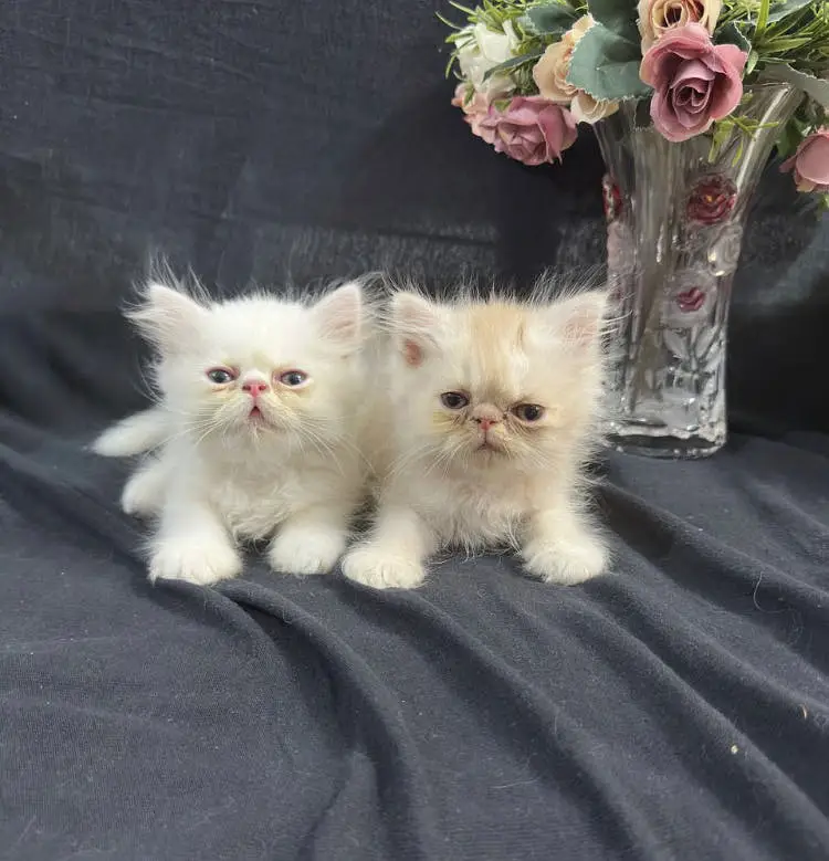 piki male kittens for sale — photo 3