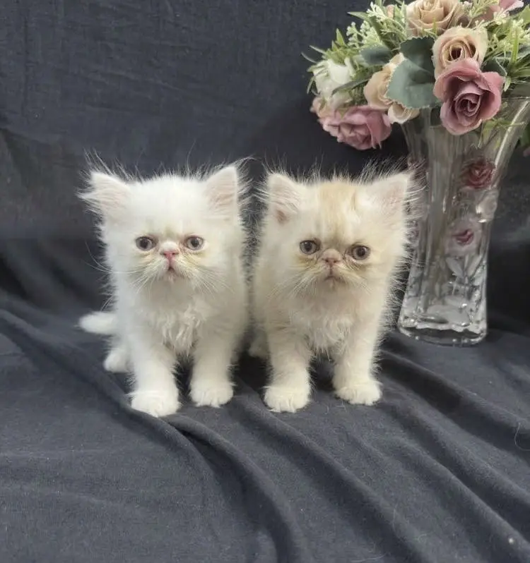 piki male kittens for sale — photo 4