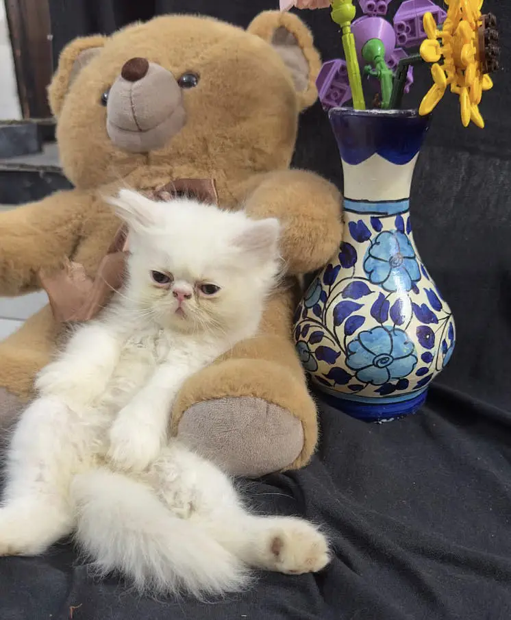 piki male kittens for sale — photo 5