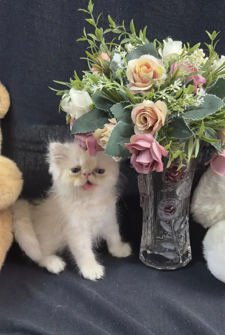piki male kittens for sale — photo 6