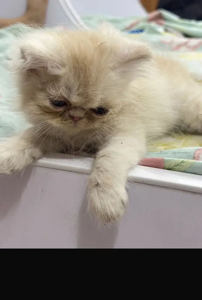 piki male kittens for sale — photo 7