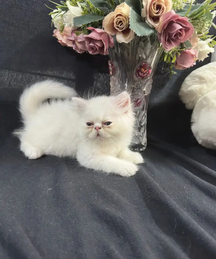piki male kittens for sale — photo 8