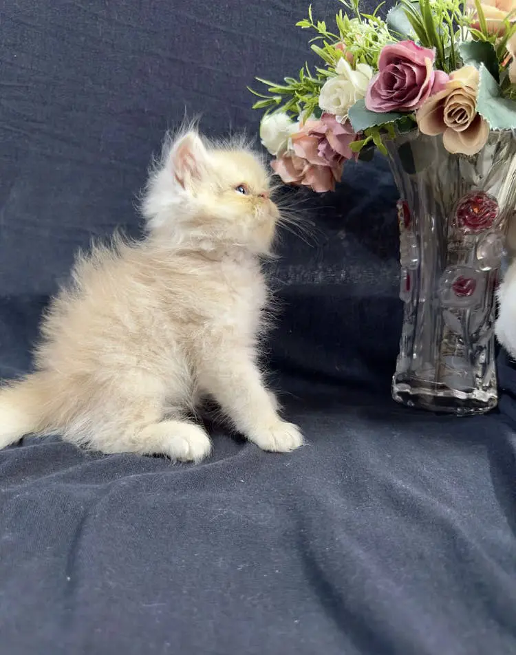 piki male kittens for sale — photo 9