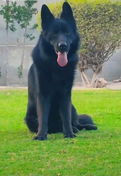 Black German Shepherd Sale
