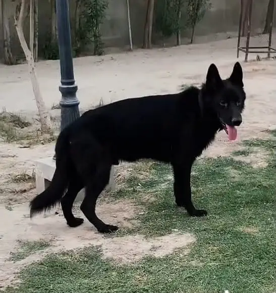 Black German Shepherd Sale — photo 2