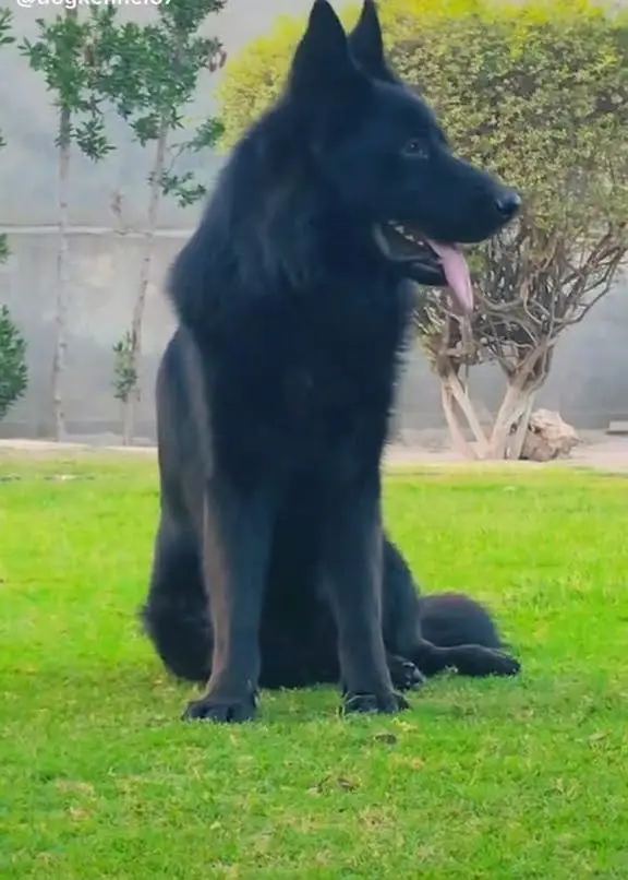 Black German Shepherd Sale — photo 3