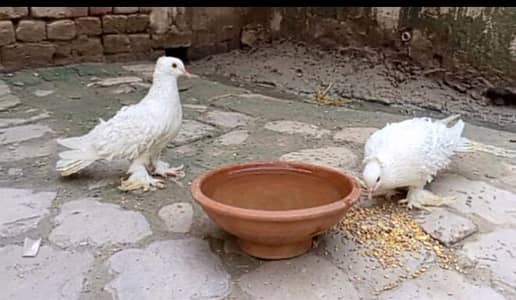 1 Pari Khumre or frillback pair b available hai