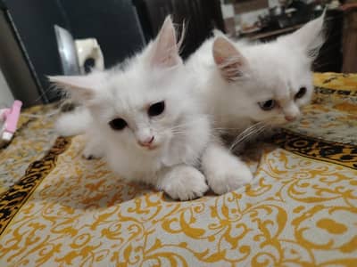 persian cat | Persian kittens | persian kittens pair