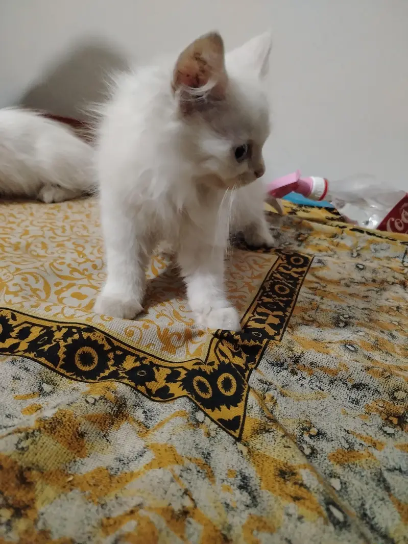 persian cat | Persian kittens | persian kittens pair — photo 2