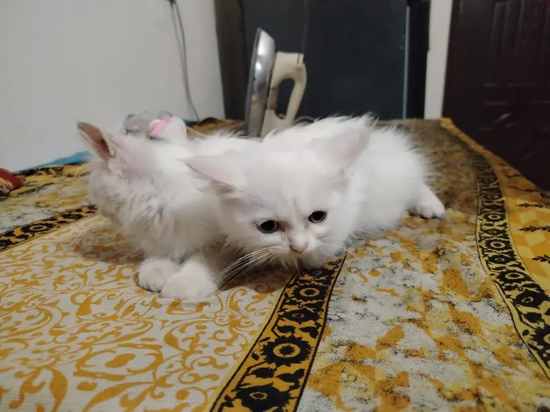 persian cat | Persian kittens | persian kittens pair — photo 3