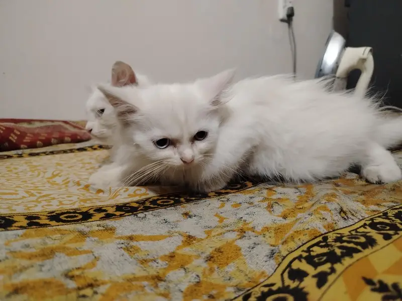 persian cat | Persian kittens | persian kittens pair — photo 4
