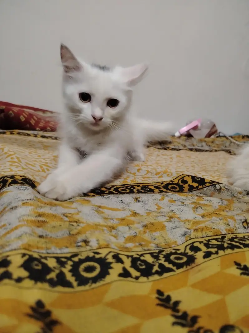 persian cat | Persian kittens | persian kittens pair — photo 5