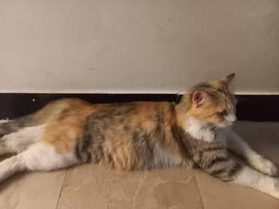 Active and home raise