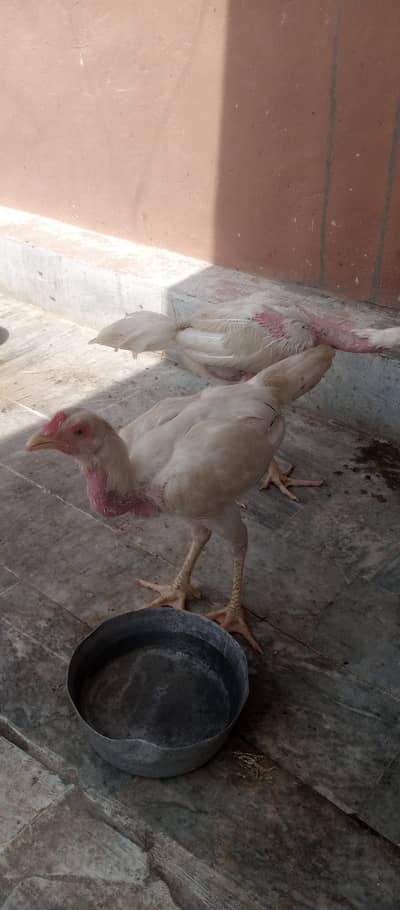 Aseel Hens for sale
